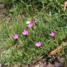 Fotografia 17 da espécie Dianthus deltoides do Jardim Botânico UTAD