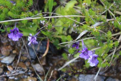 Fotografia da espécie Pinguicula grandiflora