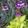 Fotografia 6 da espécie Pinguicula grandiflora do Jardim Botânico UTAD