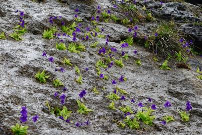 Fotografia da espécie Pinguicula grandiflora
