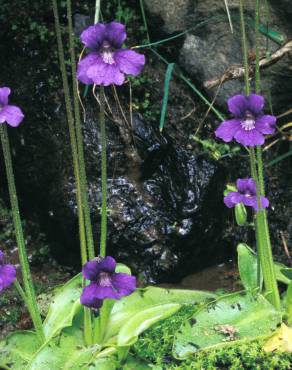 Fotografia 9 da espécie Pinguicula grandiflora no Jardim Botânico UTAD