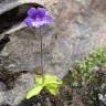 Fotografia 10 da espécie Pinguicula grandiflora do Jardim Botânico UTAD