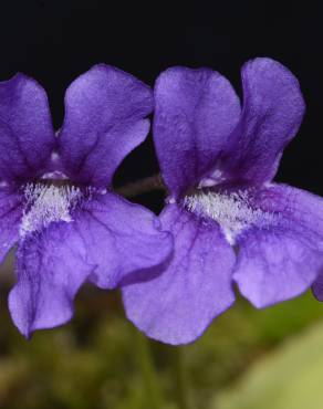 Fotografia 11 da espécie Pinguicula grandiflora no Jardim Botânico UTAD