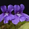 Fotografia 11 da espécie Pinguicula grandiflora do Jardim Botânico UTAD