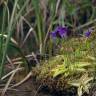 Fotografia 13 da espécie Pinguicula grandiflora do Jardim Botânico UTAD