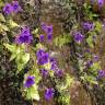 Fotografia 14 da espécie Pinguicula grandiflora do Jardim Botânico UTAD