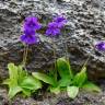 Fotografia 15 da espécie Pinguicula grandiflora do Jardim Botânico UTAD