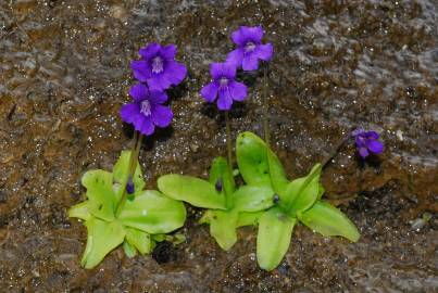 Fotografia da espécie Pinguicula grandiflora