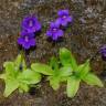 Fotografia 16 da espécie Pinguicula grandiflora do Jardim Botânico UTAD