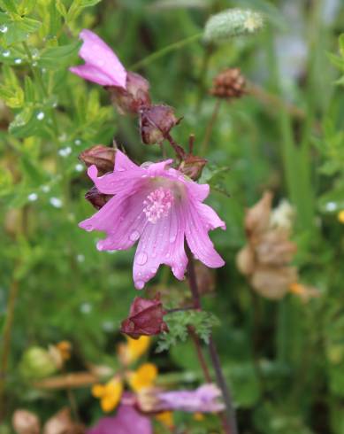 Fotografia de capa Malva moschata - do Jardim Botânico