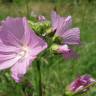 Fotografia 2 da espécie Malva moschata do Jardim Botânico UTAD