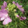 Fotografia 3 da espécie Malva moschata do Jardim Botânico UTAD