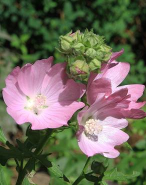 Fotografia 4 da espécie Malva moschata no Jardim Botânico UTAD