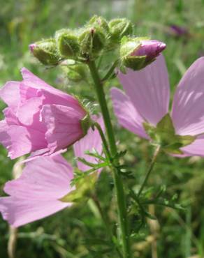 Fotografia 5 da espécie Malva moschata no Jardim Botânico UTAD