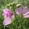 Fotografia 5 da espécie Malva moschata do Jardim Botânico UTAD