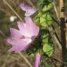 Fotografia 6 da espécie Malva moschata do Jardim Botânico UTAD