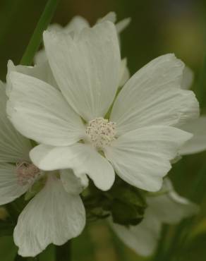 Fotografia 7 da espécie Malva moschata no Jardim Botânico UTAD