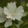 Fotografia 7 da espécie Malva moschata do Jardim Botânico UTAD