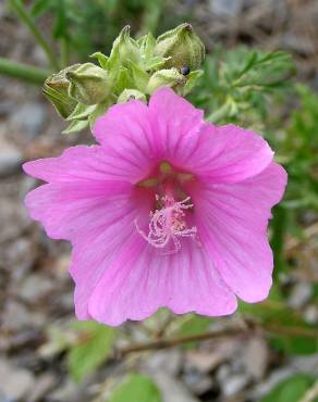 Fotografia 8 da espécie Malva moschata no Jardim Botânico UTAD