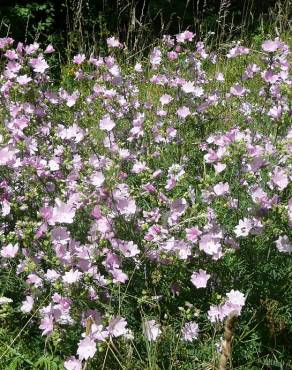 Fotografia 9 da espécie Malva moschata no Jardim Botânico UTAD