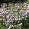 Fotografia 9 da espécie Malva moschata do Jardim Botânico UTAD