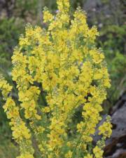 Fotografia da espécie Verbascum lychnitis