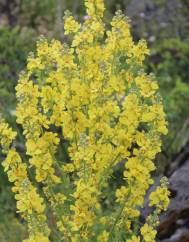 Verbascum lychnitis