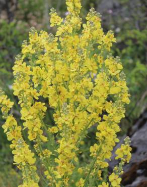 Fotografia 1 da espécie Verbascum lychnitis no Jardim Botânico UTAD