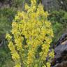 Fotografia 1 da espécie Verbascum lychnitis do Jardim Botânico UTAD