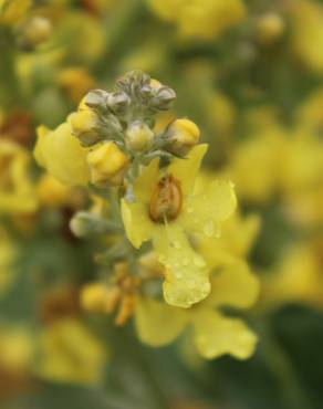 Fotografia 3 da espécie Verbascum lychnitis no Jardim Botânico UTAD