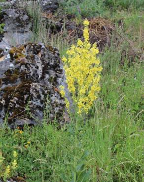 Fotografia 4 da espécie Verbascum lychnitis no Jardim Botânico UTAD