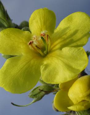 Fotografia 5 da espécie Verbascum lychnitis no Jardim Botânico UTAD