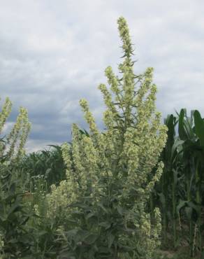 Fotografia 6 da espécie Verbascum lychnitis no Jardim Botânico UTAD