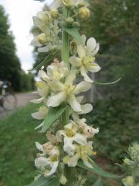 Fotografia da espécie Verbascum lychnitis