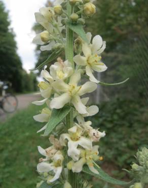 Fotografia 7 da espécie Verbascum lychnitis no Jardim Botânico UTAD