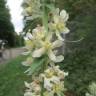 Fotografia 7 da espécie Verbascum lychnitis do Jardim Botânico UTAD