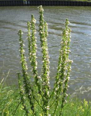 Fotografia 9 da espécie Verbascum lychnitis no Jardim Botânico UTAD