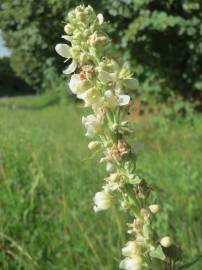 Fotografia da espécie Verbascum lychnitis