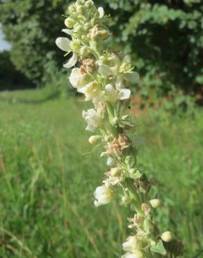 Fotografia 10 da espécie Verbascum lychnitis no Jardim Botânico UTAD