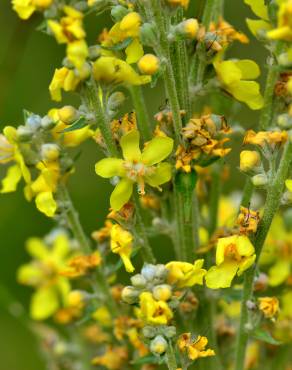 Fotografia 11 da espécie Verbascum lychnitis no Jardim Botânico UTAD