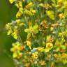 Fotografia 11 da espécie Verbascum lychnitis do Jardim Botânico UTAD