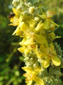 Fotografia da espécie Verbascum lychnitis