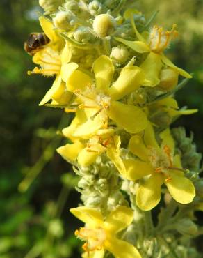 Fotografia 12 da espécie Verbascum lychnitis no Jardim Botânico UTAD