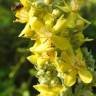 Fotografia 12 da espécie Verbascum lychnitis do Jardim Botânico UTAD