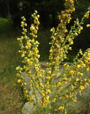 Fotografia 13 da espécie Verbascum lychnitis no Jardim Botânico UTAD