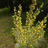 Fotografia 13 da espécie Verbascum lychnitis do Jardim Botânico UTAD