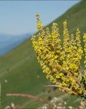 Fotografia 15 da espécie Verbascum lychnitis no Jardim Botânico UTAD