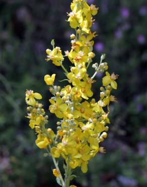 Fotografia 16 da espécie Verbascum lychnitis no Jardim Botânico UTAD