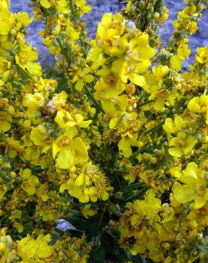 Fotografia 17 da espécie Verbascum lychnitis no Jardim Botânico UTAD