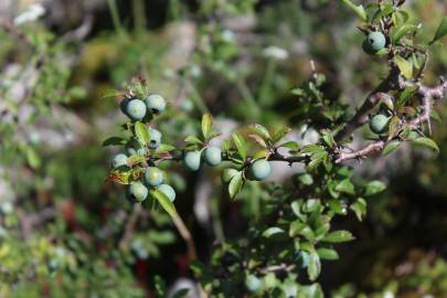 Fotografia da espécie Prunus spinosa